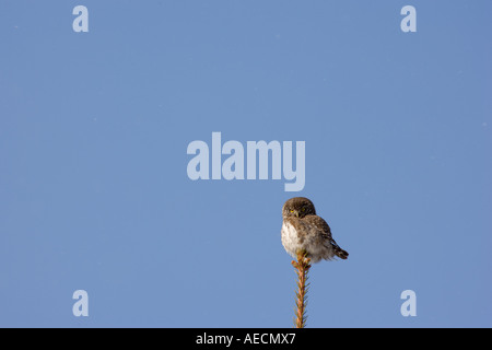 Il gufo pigmeo appollaiato sulla cima di un abete rosso Foto Stock