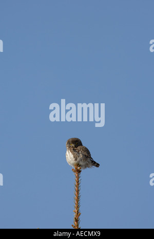 Il gufo pigmeo appollaiato sulla cima di un abete rosso Foto Stock