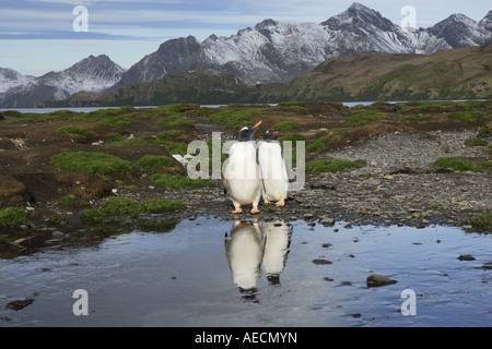 Pinguino gentoo (Pygoscelis papua), due animali in piedi sulla riva di un oceano bay, Antartide, Suedgeorgien Foto Stock