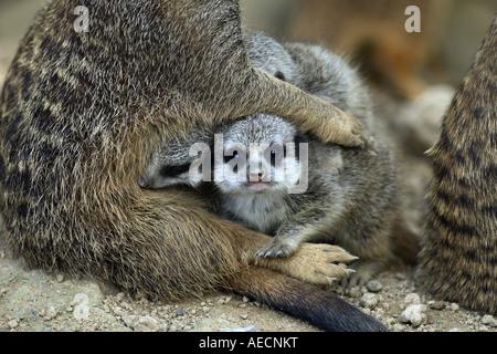Suricate, sottile-tailed meerkat (Suricata suricatta), Infermieristica cuccioli Foto Stock