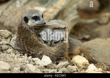 Suricate, sottile-tailed meerkat (Suricata suricatta), Infermieristica cuccioli Foto Stock