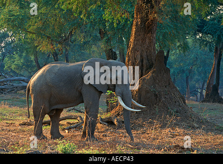 Fiume Zambesi nello Zimbabwe di alberi di acacia Faidherbia albida heap ant Foto Stock