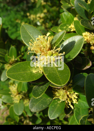 Casella delle Baleari, Baleari bosso (Buxus balearica), fioritura, Spagna Maiorca Foto Stock