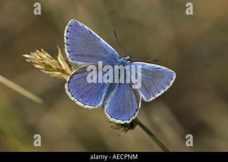 Comune (blu Polyommatus icarus), su erba, Paesi Bassi, Texel Foto Stock