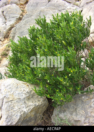 Oliva euforbia (Cneorum tricoccon), fioritura, Spagna Maiorca Foto Stock