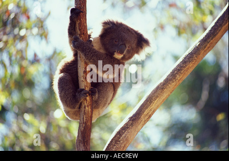 Riserva Naturale di Ballarat, Koala nella struttura ad albero, Giorno Foto Stock