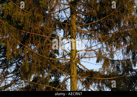 Abete, danneggiato, rami morti Foto Stock