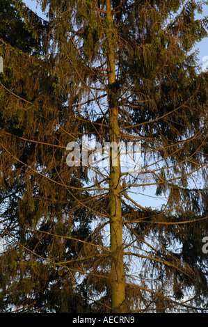 Abete, danneggiato, rami morti Foto Stock