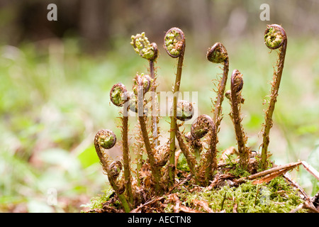Spiegatura spinulose felce in legno Foto Stock