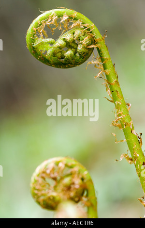 Spiegatura spinulose felce in legno Foto Stock