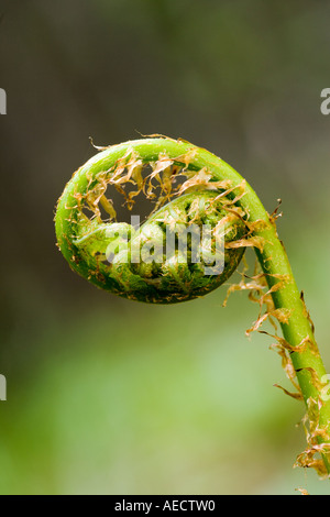 Spiegatura spinulose felce in legno Foto Stock