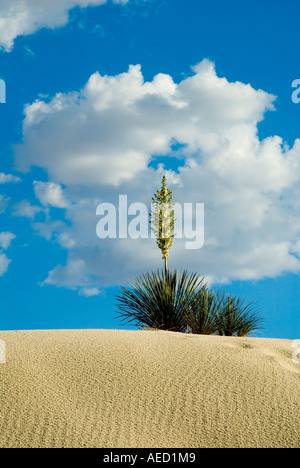 Adams ago foglia debole Yucca pianta in White Sands National Monument in New Mexico Foto Stock