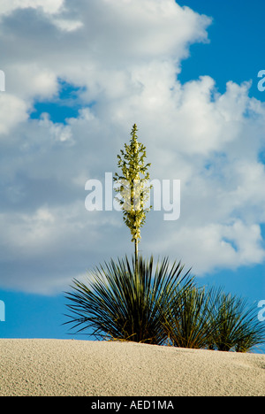 Adams ago foglia debole Yucca pianta in White Sands National Monument in New Mexico Foto Stock