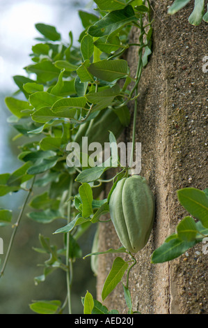 Bianco o Bladderflower crudele impianto (Araujia sericifera) frutta e foglie di vite, Spagna Foto Stock