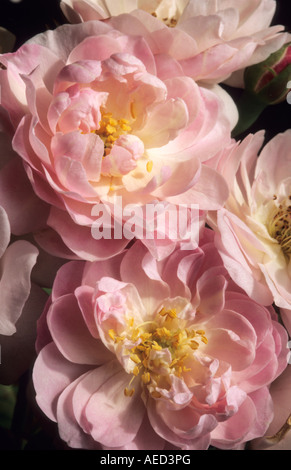 Rosa rampicante rosa noisette Carnee syn Blush Noisette Foto Stock