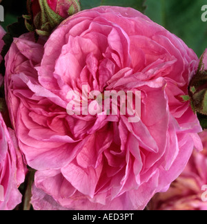 Rosa ad arbusto Rosa Petite de Hollande Foto Stock