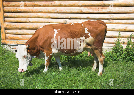 Il pascolo di mucca su erba orlo Foto Stock