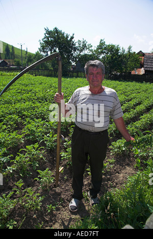 Agricoltore in piedi nel campo di coltivazione tenendo una falce, Moldovita, Bucovina, Moldavia, Romania Foto Stock