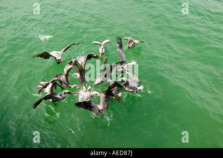 Gruppo di pellicani immersione su una secca di pesce in Naples, Florida Foto Stock