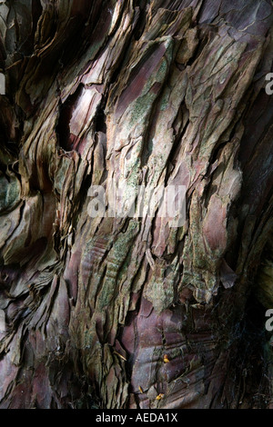 Dettaglio di antiche yew corteccia Foto Stock