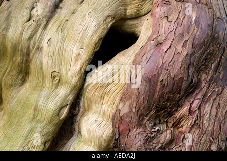 Dettaglio di antiche yew di corteccia di albero Foto Stock