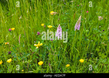 Inizio orchidee viola renoncules e altri fiori selvatici che crescono in un prato di DORSET REGNO UNITO Foto Stock