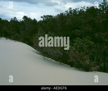 La migrazione di dune di sabbia travolgendo alberi, Råbjerg Mile, Vendsyssel, nord Jylland (Jutland), Danimarca. Foto Stock