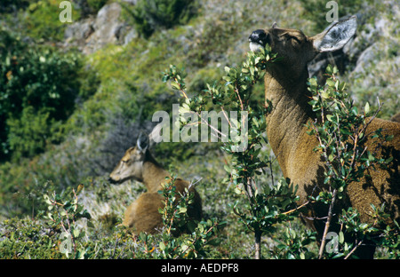 Sud Andino profumo Huemul marcatura su boccole attraverso le ghiandole sulle guance Foto Stock