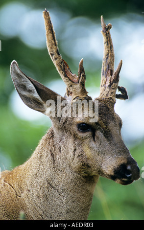 Ritratto di maschio sud andino Huemul Foto Stock