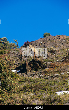 Voce maschile sud andino Huemul permanente sulla roccia Foto Stock