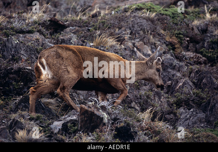 Voce maschile sud andino Huemul passeggiate in collina Foto Stock