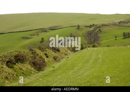 Regno Unito Shropshire Llanfair Hill Offas Dyke sezione meglio conservata passando attraverso le pecore terreni agricoli Foto Stock