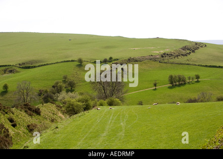 Regno Unito Shropshire Llanfair Hill Offas Dyke sezione meglio conservata passando attraverso le pecore terreni agricoli Foto Stock