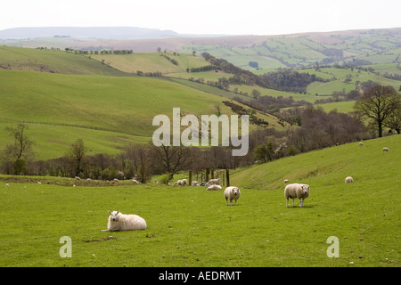 Regno Unito Shropshire Llanfair Hill pecore al pascolo su Hill Farm Foto Stock