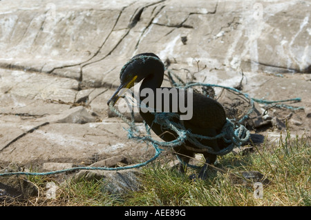 Marangone dal Ciuffo Phalacrocorax aristotelis adulto cura la pesca la fune al sito di nidificazione farne Islands Northumberland Inghilterra Giugno Foto Stock
