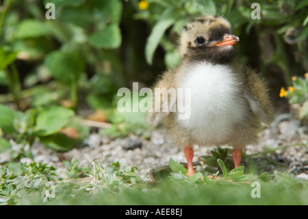 Arctic Tern (sterna paradisaea) chick piedi tra vegetazione isole farne Northumberland Inghilterra Giugno Foto Stock