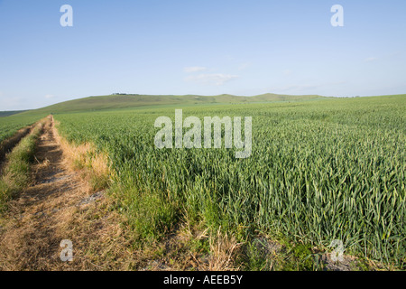 La collina di latte su Pewsey Downs Wiltshire, Inghilterra REGNO UNITO Foto Stock