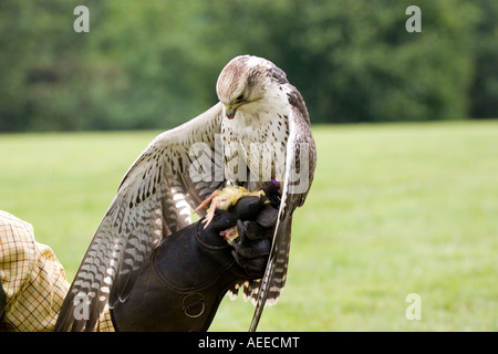 Saker falcon sul guanto falconieri Foto Stock