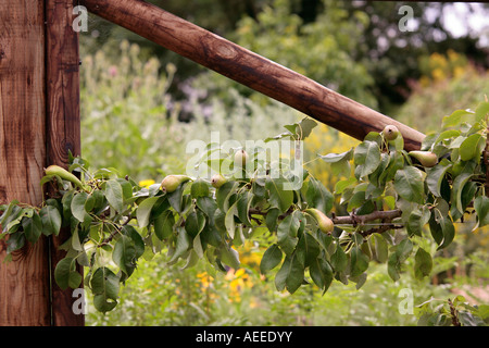 Pera Espaliered che porta frutti giovani. Foto Stock