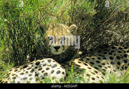 Ghepardo Acinonyx jubatus cub guardando fuori dalla macchia sul dorso della madre nel Serengeti con il contatto visivo Foto Stock