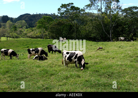 Holstein- mucche frisone mangiare erba in una fattoria in Cerro Punta, Chiriqui, Repubblica di Panama, America centrale. Foto Stock