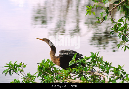Anhinga, anhinga anhinga, uccello dello stato della Florida, possono essere trovati nelle paludi costiere della costa del Golfo degli STATI UNITI D'AMERICA Foto Stock