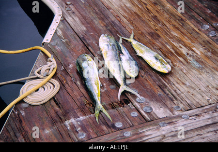 I pesci del Delfino, noto anche come dorado. Parte dei giorni di arresto sulla Harbour Porto boardwalk a Key West in Florida Keys, STATI UNITI D'AMERICA Foto Stock