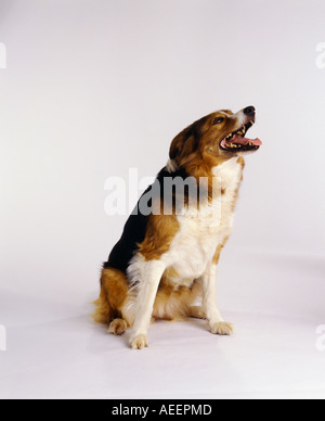 Dog sitter con imboccatura aperta di presenze contro uno sfondo bianco Foto Stock