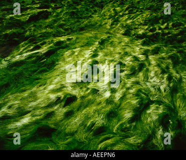 Un segmento da un letto di alghe verdi Foto Stock