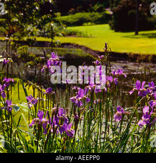 Viola iride fiori infront di uno stagno in un giardino in una giornata di sole Foto Stock