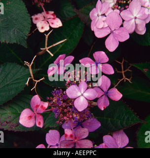 Rosa fiori di ortensie Foto Stock