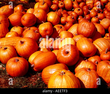 Raccolto di zucche impilati in un colorato segno di abbondanza Foto Stock