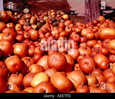 Raccolto di zucche impilati in un colorato segno di abbondanza Foto Stock