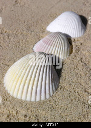 Tre mare bianco gusci in fila su di una spiaggia di sabbia Foto Stock